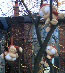 plush toy monkeys playing in a tree